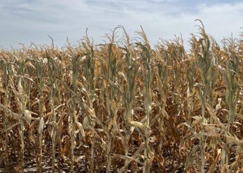 Cultivos en deterioro: el impacto del clima en la producción 2024/25