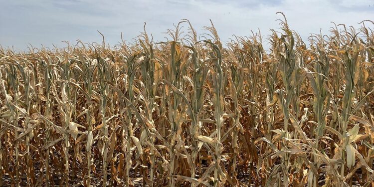 Cultivos en deterioro: el impacto del clima en la producción 2024/25