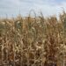Cultivos en deterioro: el impacto del clima en la producción 2024/25