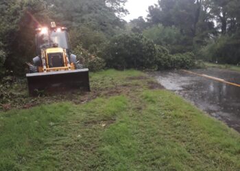 Cayó una planta sobre la ruta 76. La ruta ya está liberada.