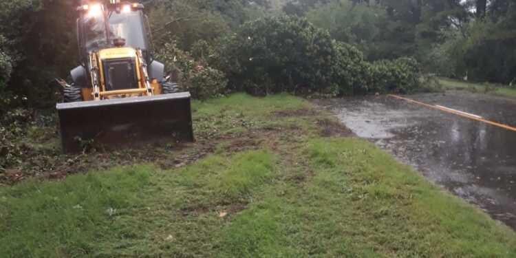 Cayó una planta sobre la ruta 76. La ruta ya está liberada.