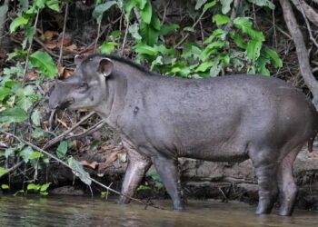 Los científicos celebran el regreso de un animal gigante terrestre que llevaba un siglo sin dar señales de vida