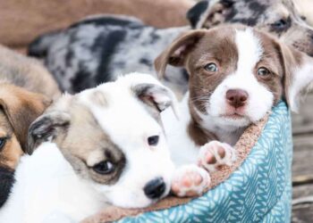 23 de marzo, Día del Cachorro: Cómo prepararse para la llegada de un cachorro al hogar y cuáles son los primeros cuidados esenciales