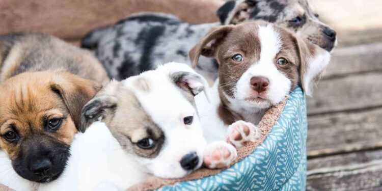 23 de marzo, Día del Cachorro: Cómo prepararse para la llegada de un cachorro al hogar y cuáles son los primeros cuidados esenciales