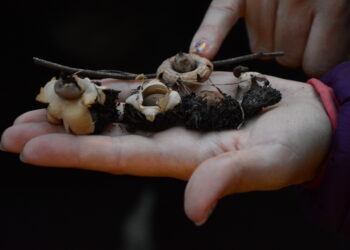 La nueva tendencia: Micoturismo en Claromecó