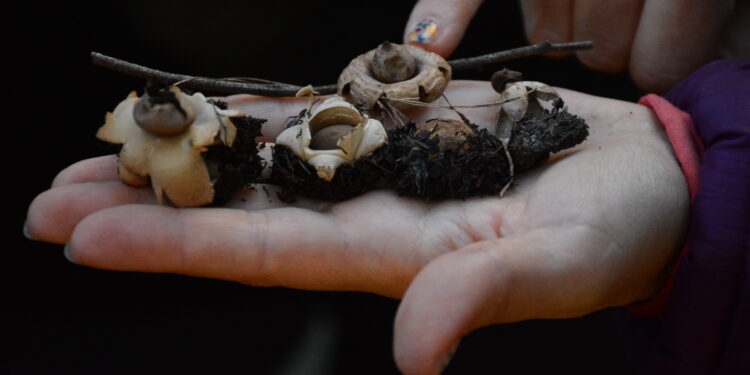 La nueva tendencia: Micoturismo en Claromecó