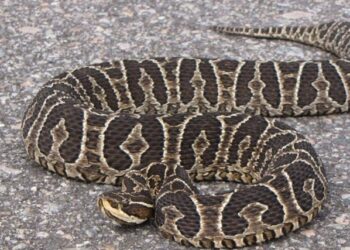 «Es muy importante concurrir a los Hospitales antiponzoñosos, son los únicos que tienen el suero»