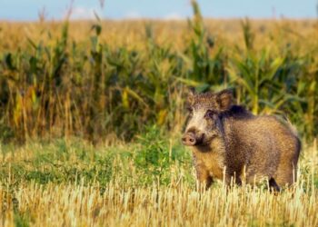 El gobierno bonaerense autorizó la caza de jabalí en toda la provincia: “Especie exótica invasora”