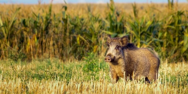 El gobierno bonaerense autorizó la caza de jabalí en toda la provincia: “Especie exótica invasora”