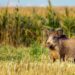 El gobierno bonaerense autorizó la caza de jabalí en toda la provincia: “Especie exótica invasora”