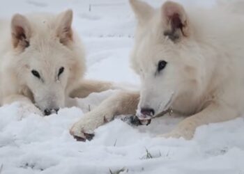 Ni son lobos gigantes ni la especie fue “desextinguida”: por qué el anuncio de Colossal es pura propaganda