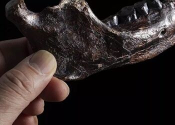 La mandíbula que emergió del mar para poner cara a la especie humana ‘fantasma’