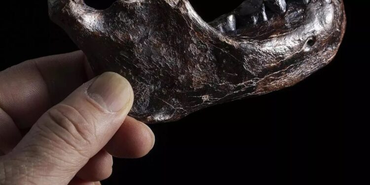 La mandíbula que emergió del mar para poner cara a la especie humana ‘fantasma’