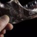 La mandíbula que emergió del mar para poner cara a la especie humana ‘fantasma’