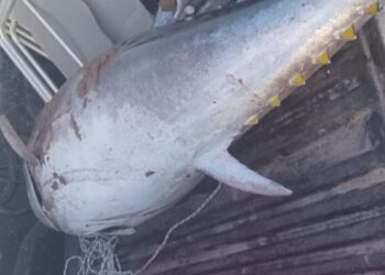 Encontraron un atún rojo de 95 kilos entre Reta y Claromecó