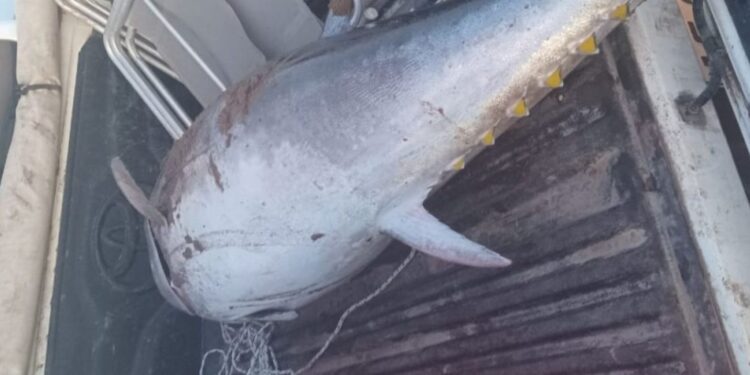 Encontraron un atún rojo de 95 kilos entre Reta y Claromecó