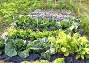 Tornquist Municipio continúa impulsando la Red Serrana de Huertas Colaborativas: huertas de otoño.