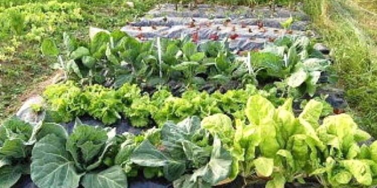 Tornquist Municipio continúa impulsando la Red Serrana de Huertas Colaborativas: huertas de otoño.