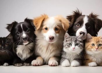 Día del Animal: ¿por qué se celebra el 29 de abril?