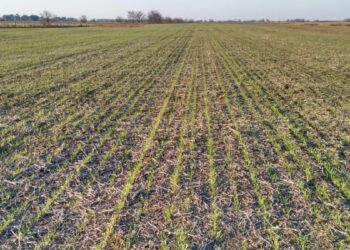 Producción: Abierta la convocatoria a la línea de financiamiento para implantación de pasturas