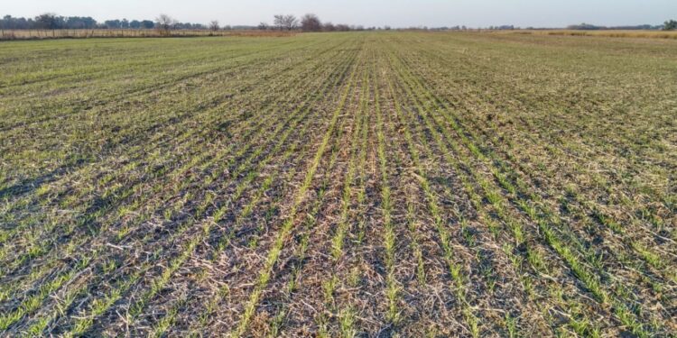 Producción: Abierta la convocatoria a la línea de financiamiento para implantación de pasturas