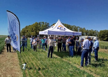 ACA lanza dos nuevas variedades de trigo obtenidas mediante tecnología doble haploide: ACA 607 y ACA 319