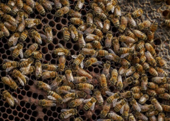 Buenos Aires, elegida como sede del Congreso Latinoamericano de Apicultura 2026