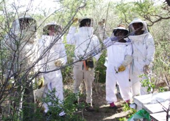 Una cooperativa apícola desarrolla un importante manejo agroecológico ayudando a restaurar el monte nativo.