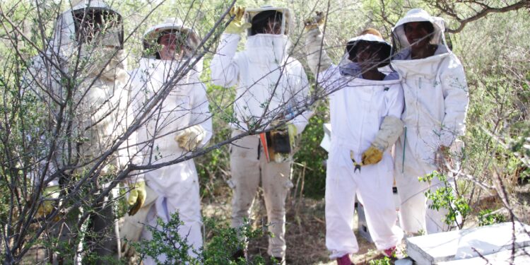 Una cooperativa apícola desarrolla un importante manejo agroecológico ayudando a restaurar el monte nativo.