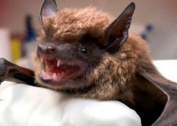 Pringles: encontraron un murciélago con rabia y harán una vacunación en anillo