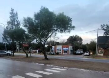 «El árbol debe podarse para formarlo, pero no mutilarlo. Lo que estamos viendo sobre la avenida son plumeros»