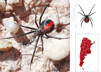 Crecen los reportes por picaduras y mordeduras de escorpiones, arañas y serpientes en Argentina