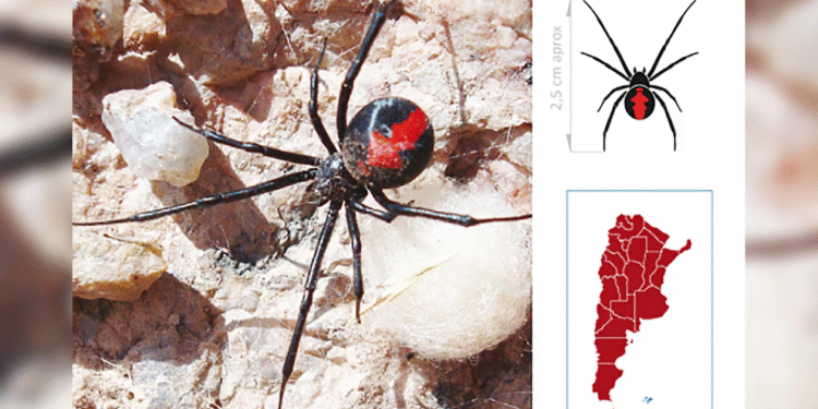 Crecen los reportes por picaduras y mordeduras de escorpiones, arañas y serpientes en Argentina