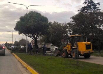 Poda en bulevares de Av. San Martín: «no solo para mantener la estructura, sino la salud de los mismos.»