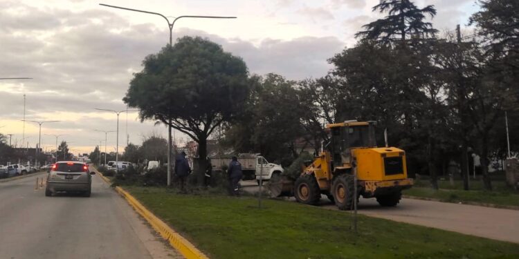 Poda en bulevares de Av. San Martín: «no solo para mantener la estructura, sino la salud de los mismos.»