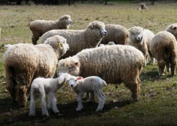 Reutilización de la lana de esquila: Relevamiento de productores ovinos de la región