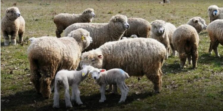 Reutilización de la lana de esquila: Relevamiento de productores ovinos de la región