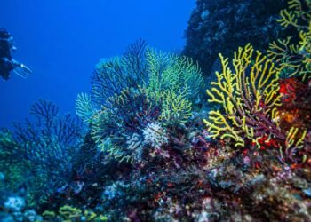 El plan de rescate del mar pasa por generar un vínculo con el océano : “La tecnología no nos va a salvar”