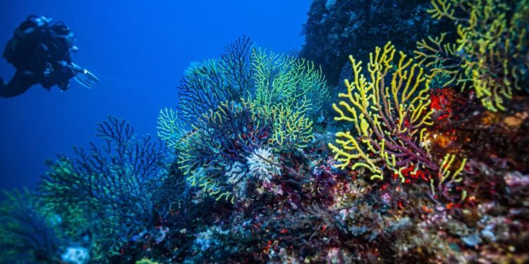 El plan de rescate del mar pasa por generar un vínculo con el océano : “La tecnología no nos va a salvar”