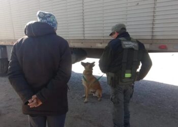 Salta: el perro antinarcóticos «Minos» halló 40 kilos de pasta base en un camión proveniente de Bolivia