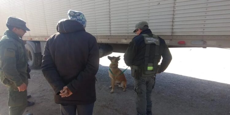 Salta: el perro antinarcóticos «Minos» halló 40 kilos de pasta base en un camión proveniente de Bolivia