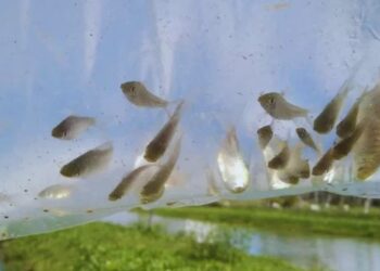 Utilizan peces nativos para controlar mosquitos en ambientes urbanos y reducir el uso de insecticidas químicos