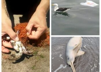 Del ambientalismo a la estafa: el lavado de cara verde PARTE 1