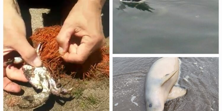 Del ambientalismo a la estafa: el lavado de cara verde PARTE 1