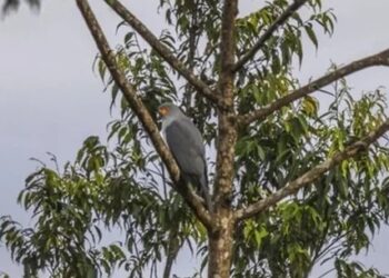 Reapareció un ave de la que no se tenía información hace más de 50 años