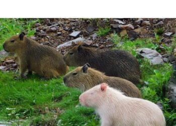 El increíble y extraño carpincho albino que es furor en las redes y genera preocupación