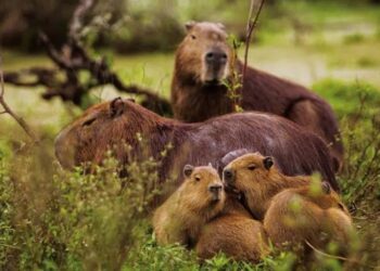 Alerta en Sierra de la Ventana: Vecinos preocupados por la aparición de carpinchos con sarna y gran cantidad de ejemplares muertos