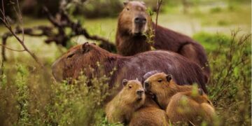 Alerta en Sierra de la Ventana: Vecinos preocupados por la aparición de carpinchos con sarna y gran cantidad de ejemplares muertos