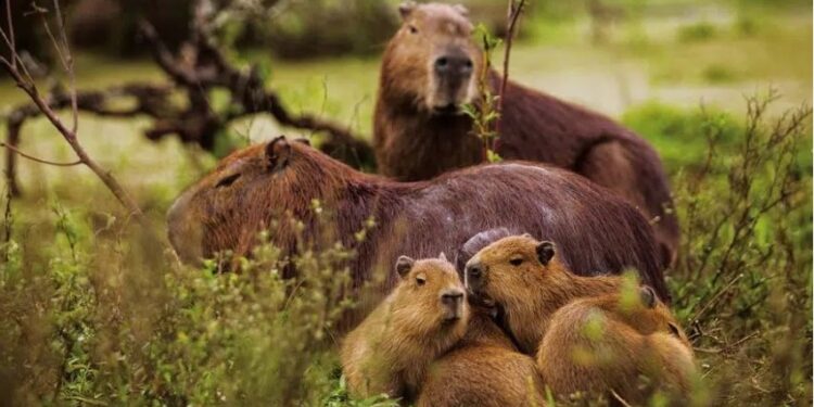Alerta en Sierra de la Ventana: Vecinos preocupados por la aparición de carpinchos con sarna y gran cantidad de ejemplares muertos