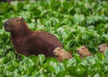 Scioli afirmó que se implementará una vacuna anticonceptiva para frenar la reproducción de los carpinchos